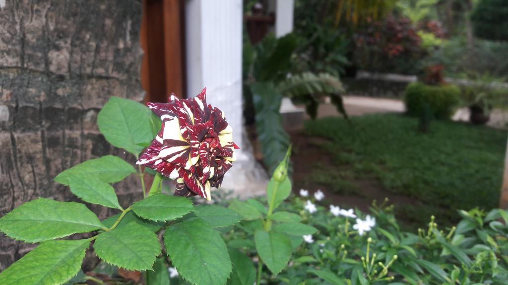 Sigiri Regal Residence Sigiriya Ngoại thất bức ảnh