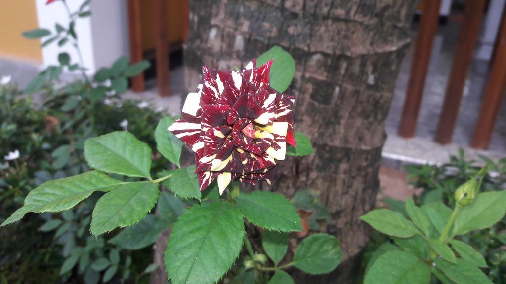 Sigiri Regal Residence Sigiriya Ngoại thất bức ảnh